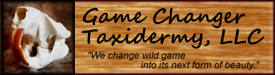 Game Changer Taxidermy