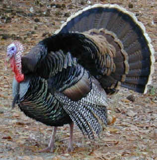 Wild Turkey